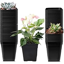 Top【選抜株】多肉植物　22171 ブラック　ビューティー24個　鉢無し/脱土 Top【選抜株】多肉植物 22171 ブラック ビューティー24個 鉢無し/脱土